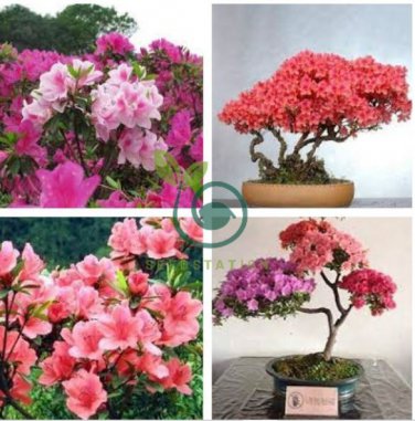 Japanese Azalea Seeds Dark Red Rhododendron Azalea Flowers 200  Seeds