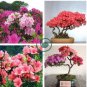 Japanese Azalea Seeds Dark Red Rhododendron Azalea Flowers 200  Seeds