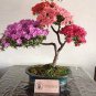 Japanese Azalea Seeds Dark Red Rhododendron Azalea Flowers 200  Seeds