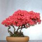 Japanese Azalea Seeds Dark Red Rhododendron Azalea Flowers 200  Seeds