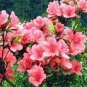 Japanese Azalea Seeds Dark Red Rhododendron Azalea Flowers 200  Seeds