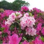 Japanese Azalea Seeds Dark Red Rhododendron Azalea Flowers 200 Seeds