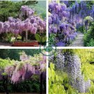 Mixed Wisteria Climbing Rattan Wisteria Flower Planting 20 Seeds