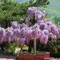 Mixed Wisteria Climbing Rattan Wisteria Flower Planting 20 Seeds