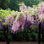 Mixed Wisteria Climbing Rattan Wisteria Flower Planting 20 Seeds
