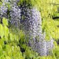 Mixed Wisteria Climbing Rattan Wisteria Flower Planting 20 Seeds