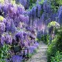Mixed Wisteria Climbing Rattan Wisteria Flower Planting 20 Seeds