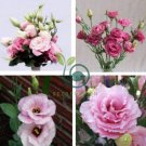 Eustoma Grandiflorum  Water Pink Double Flowers Hybrid 200 Seeds
