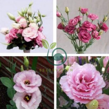 Eustoma Grandiflorum  Water Pink Double Flowers Hybrid 200 Seeds
