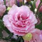 Eustoma Grandiflorum  Water Pink Double Flowers Hybrid 200 Seeds
