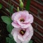 Eustoma Grandiflorum  Water Pink Double Flowers Hybrid 200 Seeds