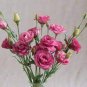 Eustoma Grandiflorum  Water Pink Double Flowers Hybrid 200 Seeds