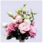 Eustoma Grandiflorum Water Pink Double Flowers Hybrid 200 Seeds