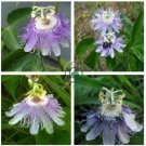 Passiflora Incarnata Certified Pure Live  40 Seeds