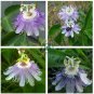 Passiflora Incarnata Certified Pure Live  40 Seeds