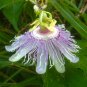 Passiflora Incarnata Certified Pure Live  40 Seeds