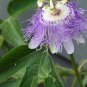 Passiflora Incarnata Certified Pure Live  40 Seeds