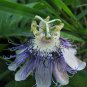 Passiflora Incarnata Certified Pure Live  40 Seeds