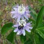 Passiflora Incarnata Certified Pure Live 40 Seeds
