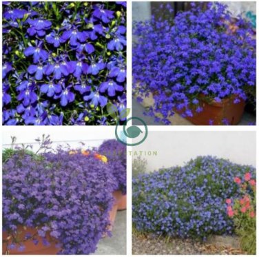 Exotic Lobelia Bonsai,  1000 Seeds