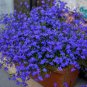 Exotic Lobelia Bonsai,  1000 Seeds