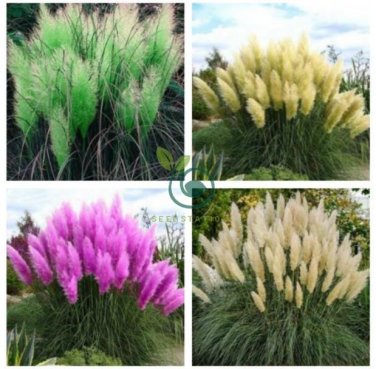 Promotion Mixed Colors Pampas Grass Plant Bonsai 400 Seeds