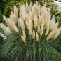 Promotion Mixed Colors Pampas Grass Plant Bonsai 400 Seeds