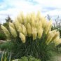 Promotion Mixed Colors Pampas Grass Plant Bonsai 400 Seeds