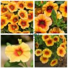 Mini Calibrchoa Million Bells Annual Flower Bonsai 200 Seeds