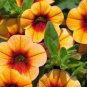 Mini Calibrchoa Million Bells Annual Flower Bonsai 200 Seeds
