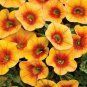 Mini Calibrchoa Million Bells Annual Flower Bonsai 200 Seeds