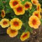 Mini Calibrchoa Million Bells Annual Flower Bonsai 200 Seeds