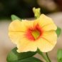 Mini Calibrchoa Million Bells Annual Flower Bonsai 200 Seeds