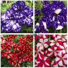 Petunia Bonsai Garden Home Flowers Balcony Flowers 200 Seeds