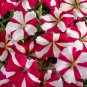 Petunia Bonsai Garden Home Flowers Balcony Flowers 200 Seeds