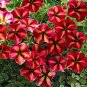Petunia Bonsai Garden Home Flowers Balcony Flowers 200 Seeds