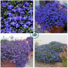 Lobelia Flowers Blooming Covering Flore Outdoor (Color  Mixed) 400 Seeds