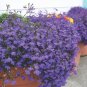 Lobelia Flowers Blooming Covering Flore Outdoor (Color Mixed) 400 Seeds