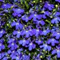 Lobelia Flowers Blooming Covering Flore Outdoor (Color Mixed) 400 Seeds