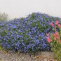 Lobelia Flowers Blooming Covering Flore Outdoor (Color Mixed) 400 Seeds