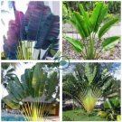 Purple Travelers Palm Flores Bonsai 200 Seeds