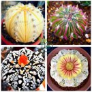 Egg Succulents Bonsai Echinopsis Tubiflora Cactus Flores 400 Seeds