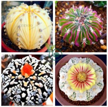 Egg Succulents Bonsai Echinopsis Tubiflora Cactus Flores 400 Seeds