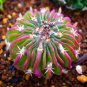 Egg Succulents Bonsai Echinopsis Tubiflora Cactus Flores 400 Seeds