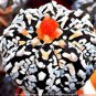 Egg Succulents Bonsai Echinopsis Tubiflora Cactus Flores 400 Seeds