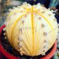Egg Succulents Bonsai Echinopsis Tubiflora Cactus Flores 400 Seeds