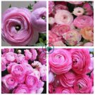 Rouge Ranunculus Flower 200 Seeds