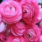 Rouge Ranunculus Flower 200 Seeds