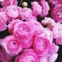 Rouge Ranunculus Flower 200 Seeds