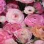 Rouge Ranunculus Flower 200 Seeds